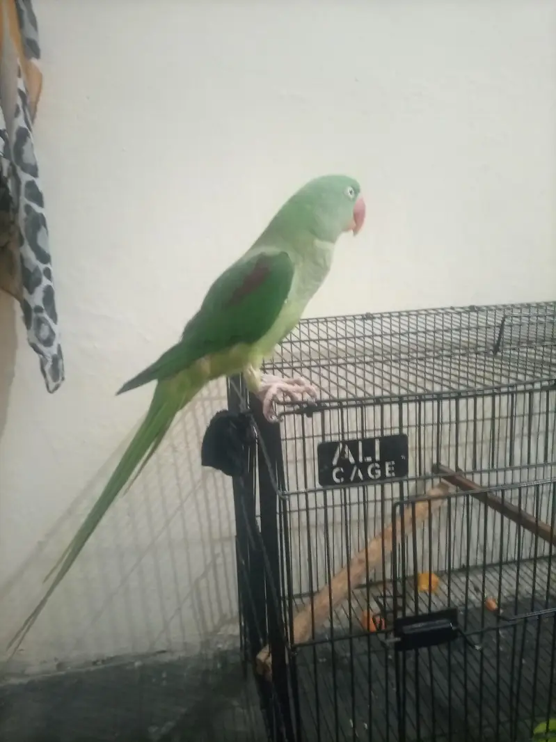 raw parrot — photo 12