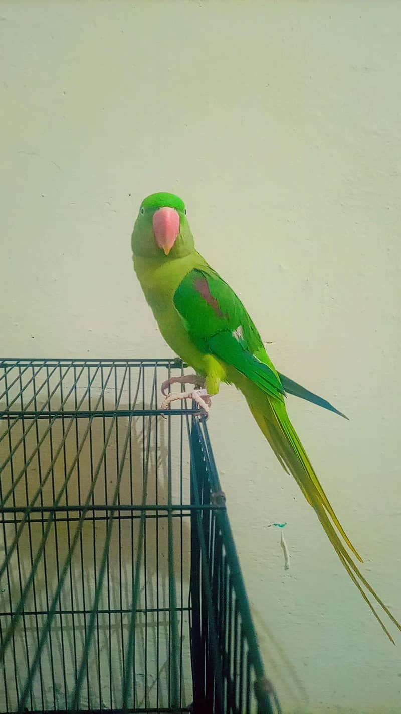 raw parrot 12