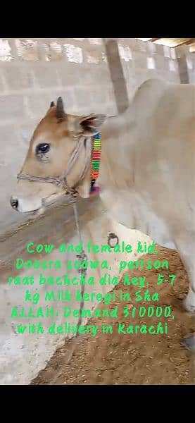 Bachra | Bachia | Bull | Qurbani | Pada | Palaie | Cow 4 Sale
