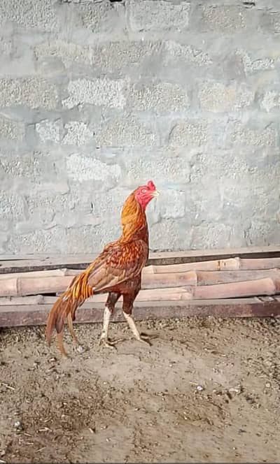 Aseel high quality peela patha guaranteed Wala for sale ha