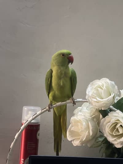 Patha hai abhi hath per beathta hai katta nahi hai