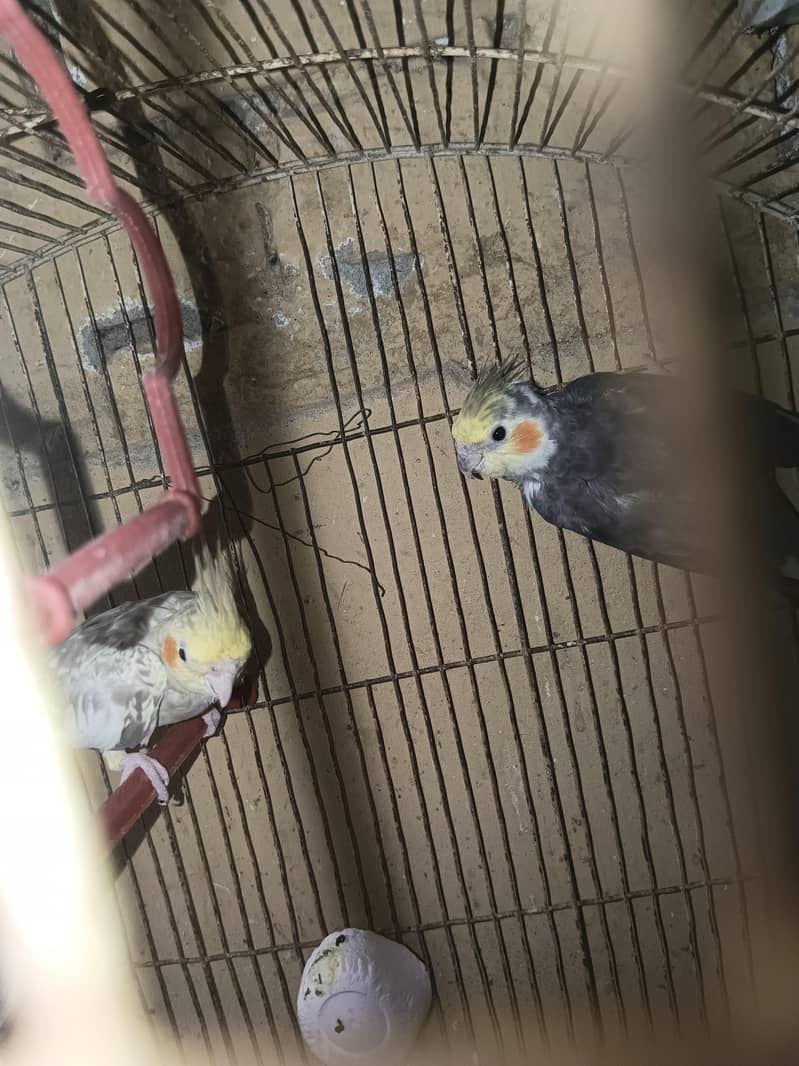 Cocktail pair 0