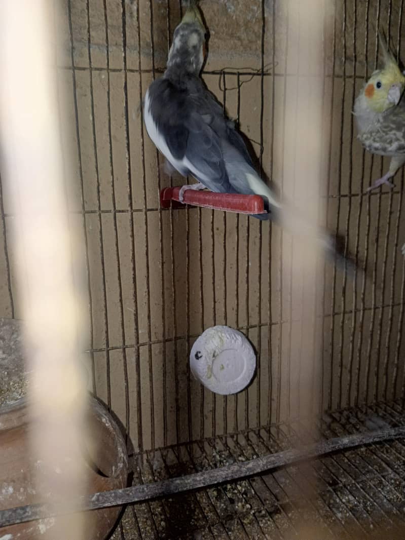 Cocktail pair 2