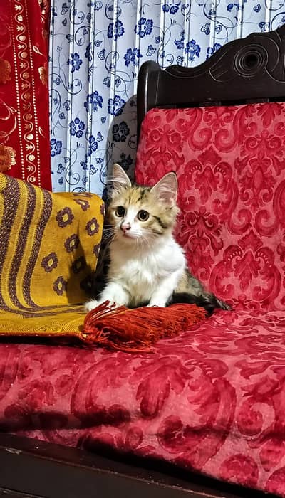 cat for sale