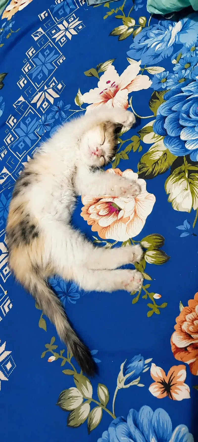 cat for sale — photo 2