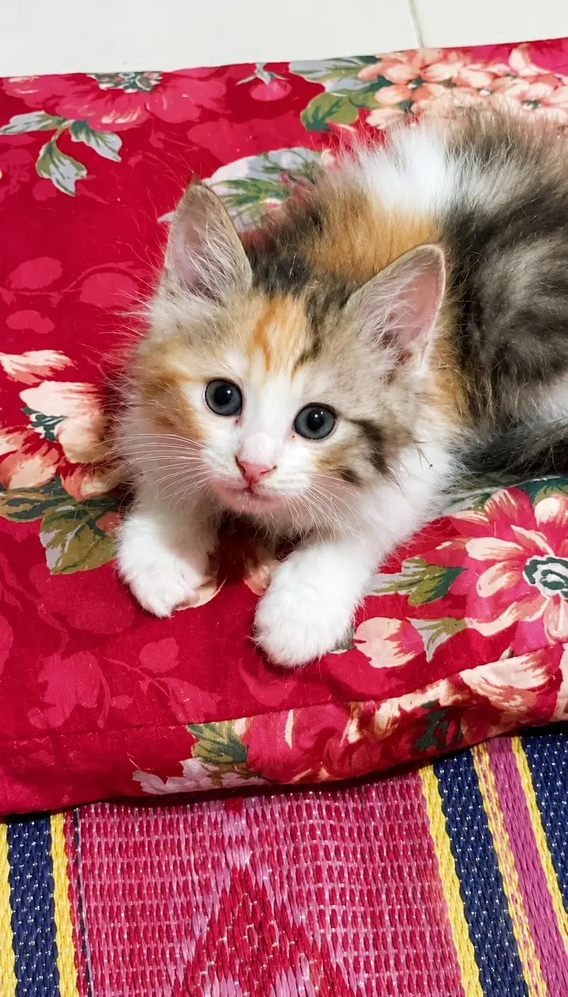 cat for sale — photo 3