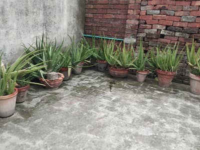 Aloe vera plant for sale