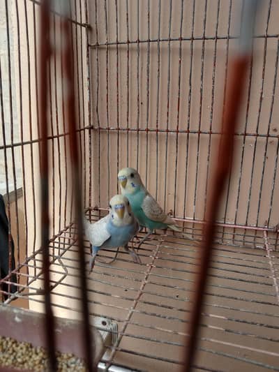 Rainbow budgies for Sale