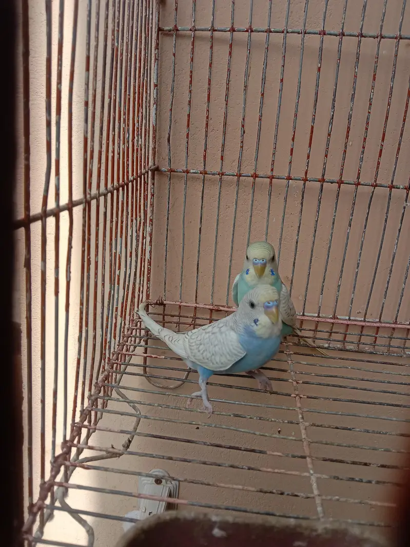 Rainbow budgies for Sale — photo 2
