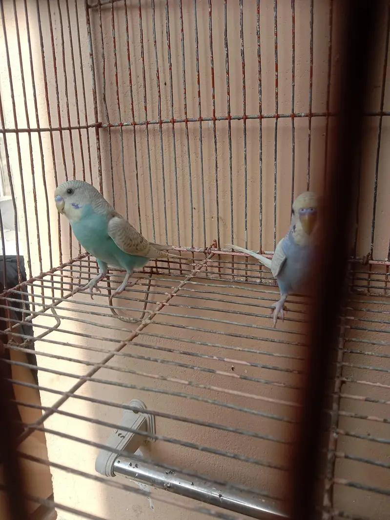 Rainbow budgies for Sale — photo 3