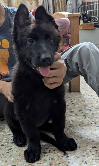 german shepherd female