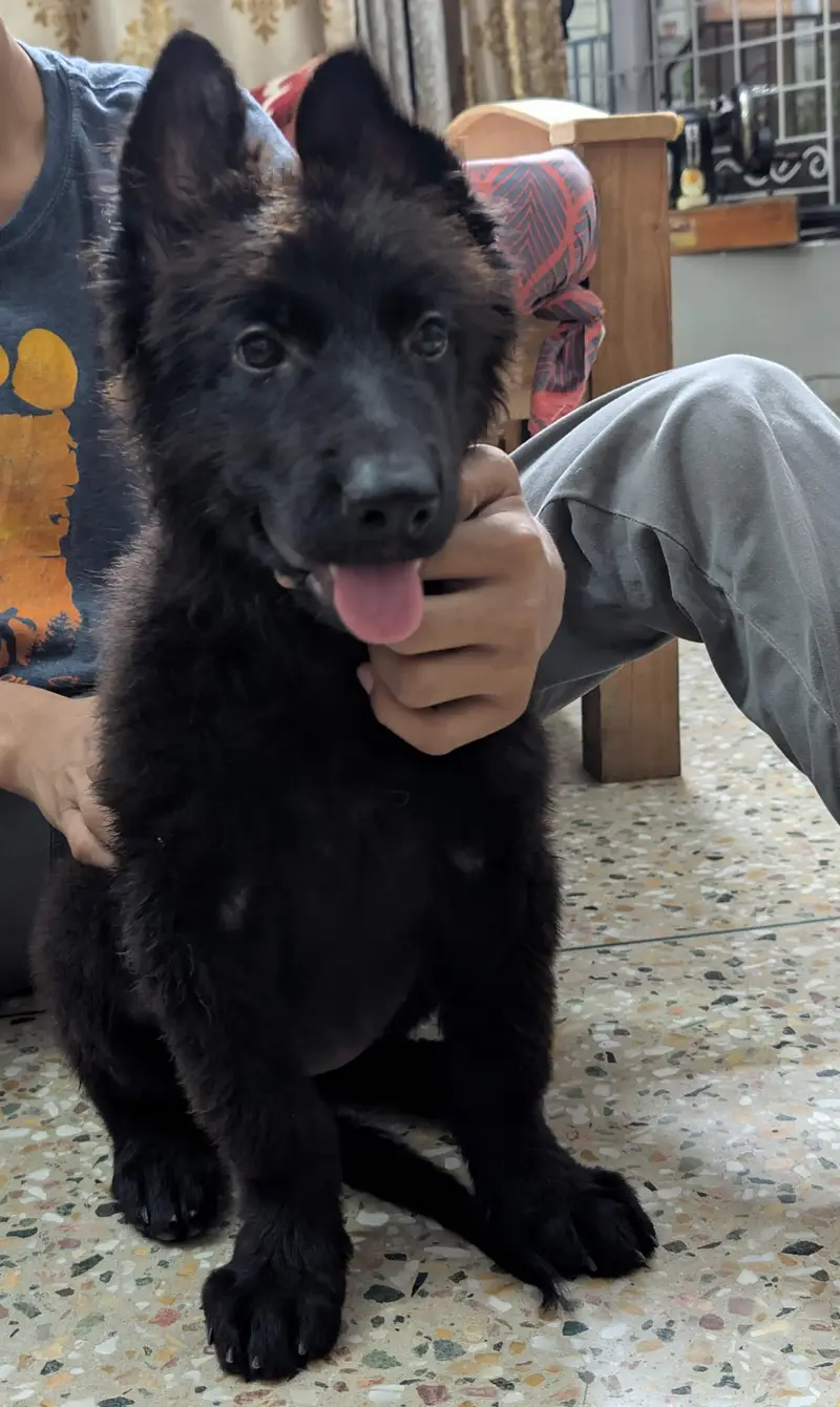 german shepherd female