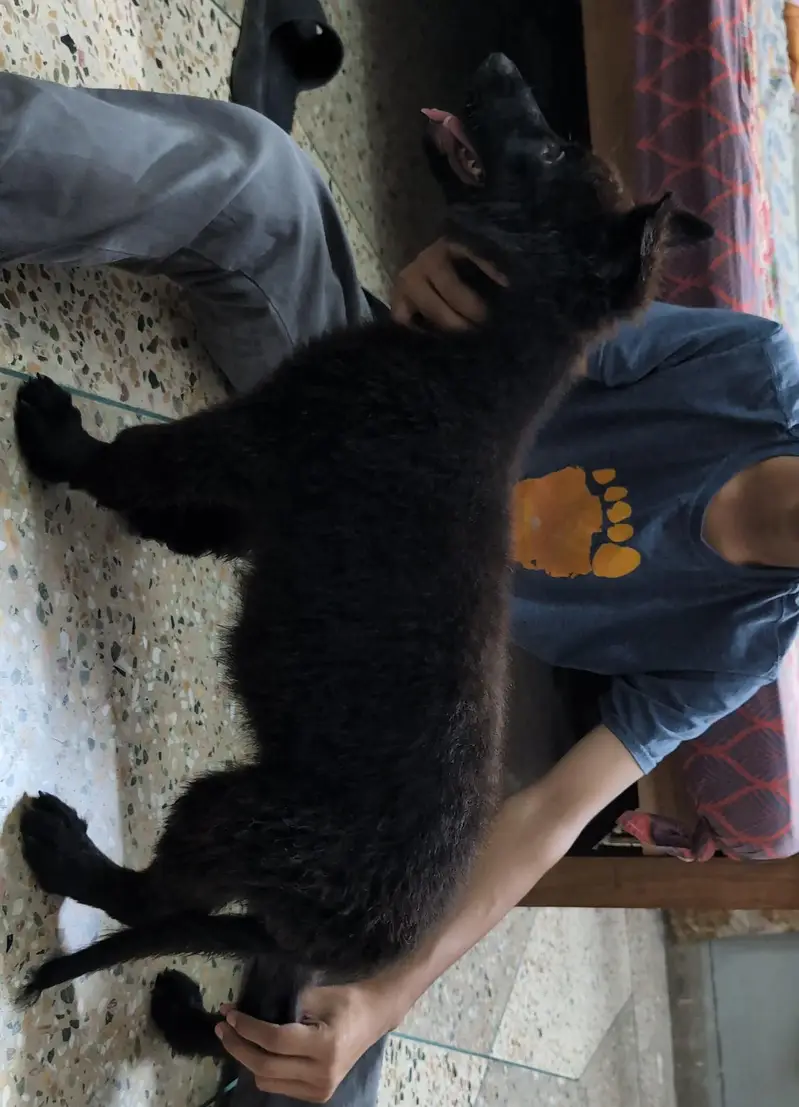 german shepherd female — photo 2