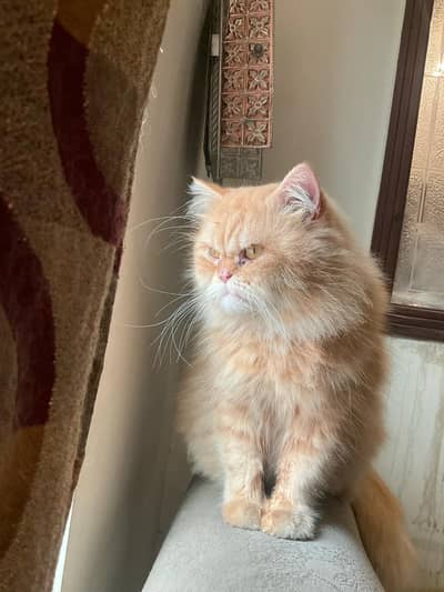 Persian cat Male