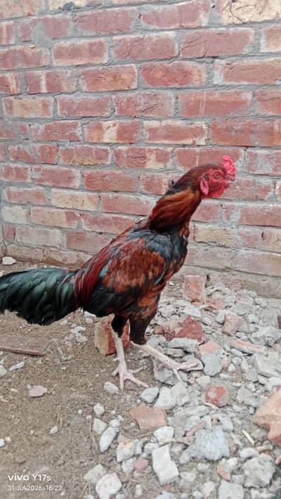 اصل مرغا