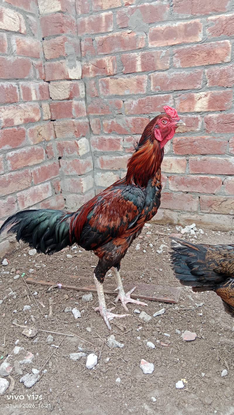 اصل مرغا 1