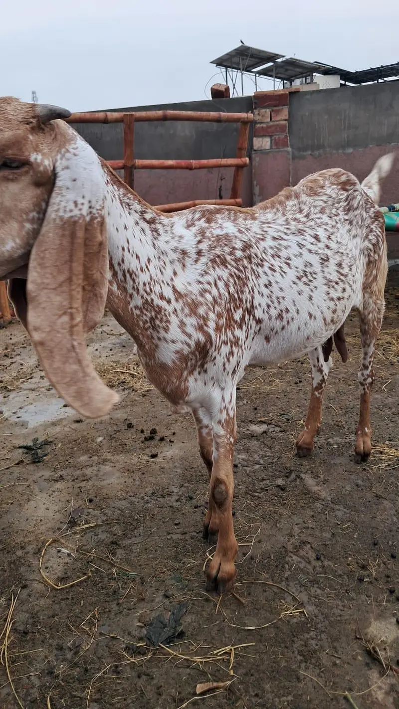 Makhi cheeni bakri — photo 2