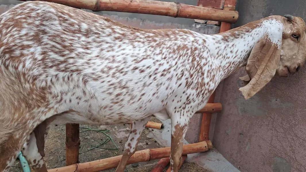 Makhi cheeni bakri — photo 3