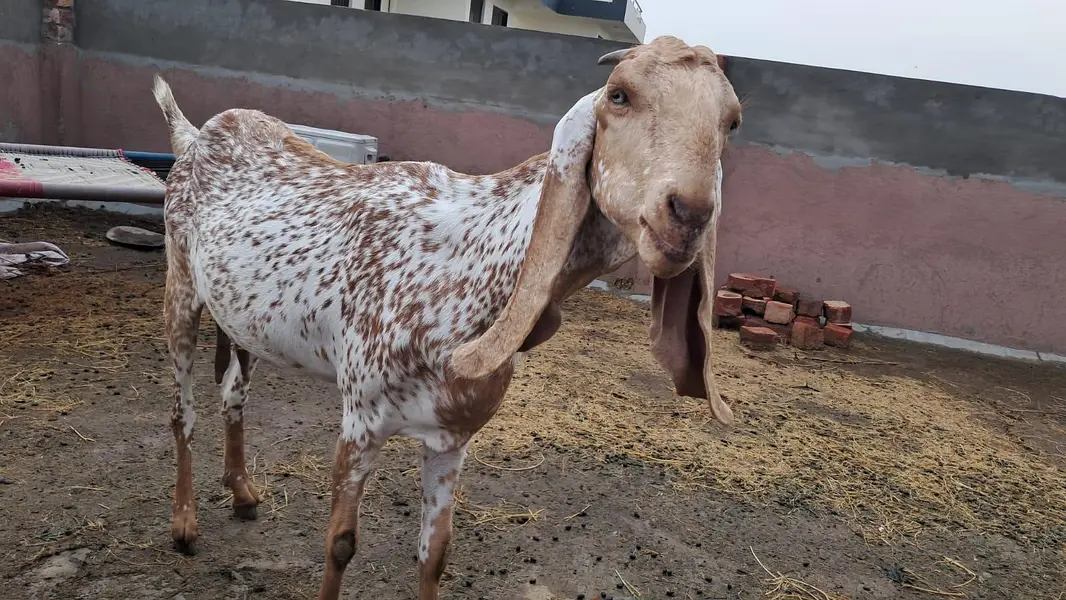 Makhi cheeni bakri — photo 4