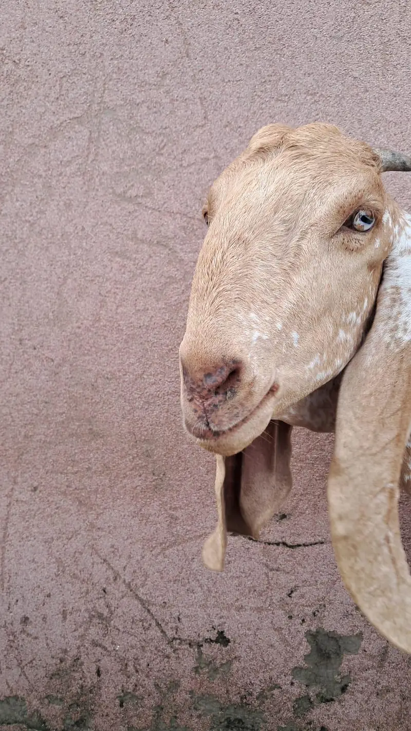 Makhi cheeni bakri — photo 5