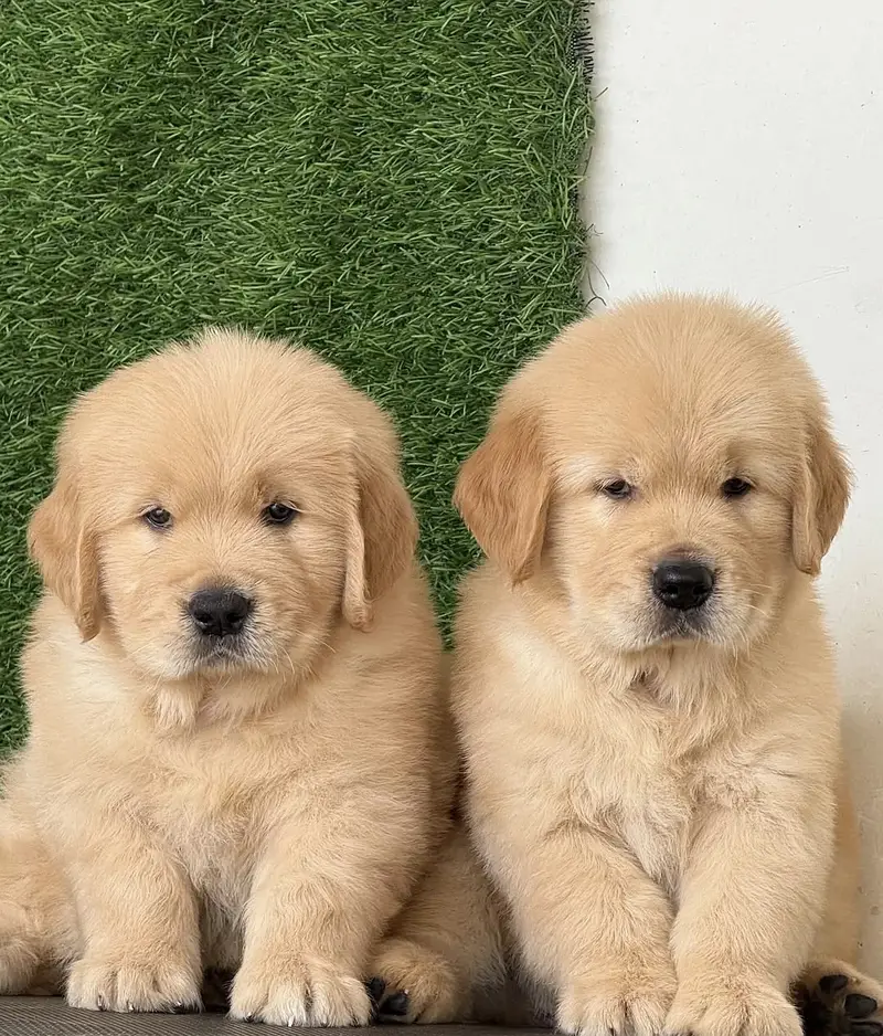 Golden retriever puppies 92@313*9363417