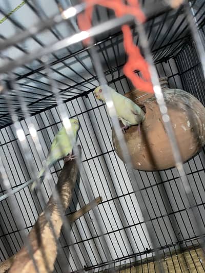Parrots for sale