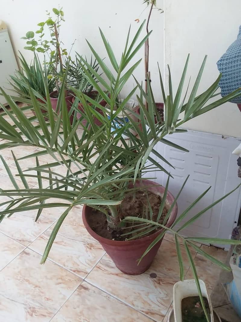 ajwa dates tree 0