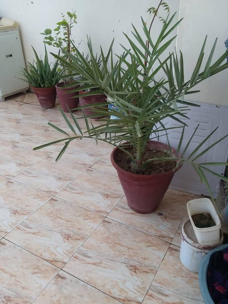 ajwa dates tree 1