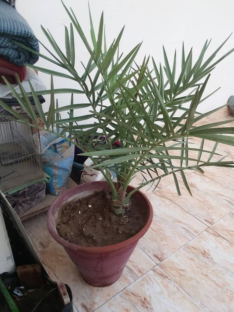 ajwa dates tree 2