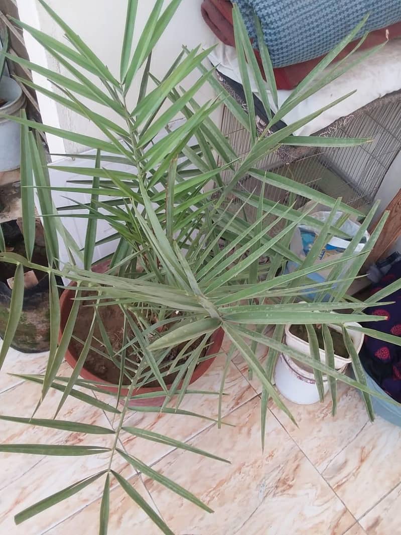 ajwa dates tree 3