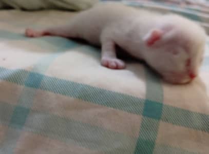 persian cat for sale