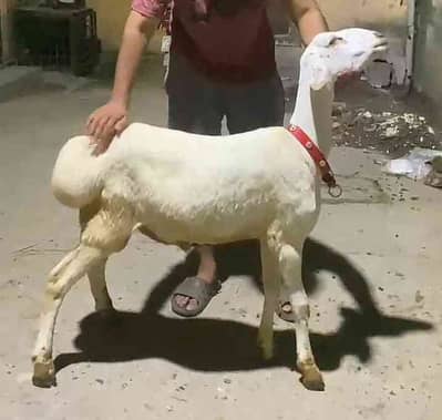Akhmas Malik