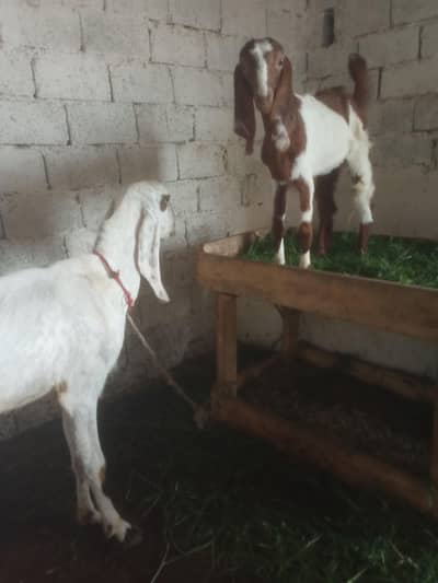 Goat/white Goat/beetel goat