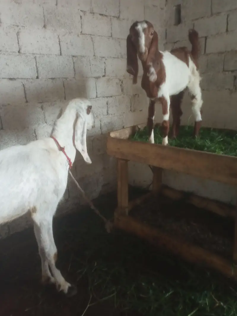 Goat/white Goat/beetel goat/desi goat/Rajan puri goat/