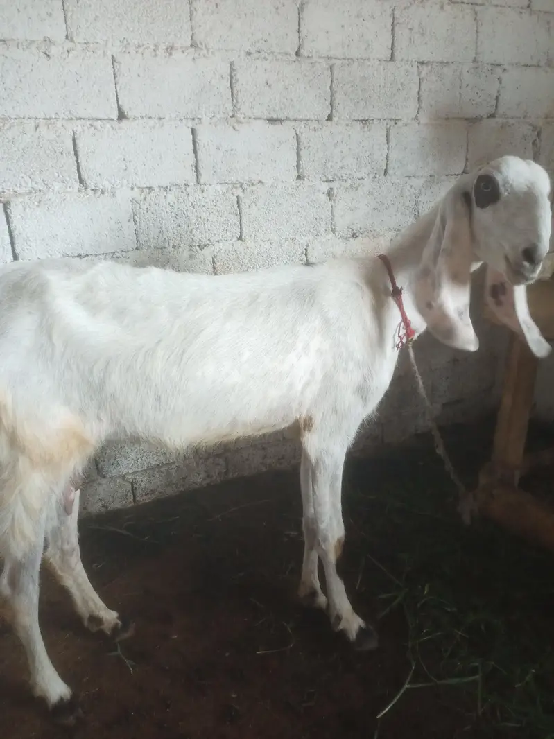 Goat/white Goat/beetel goat/desi goat/Rajan puri goat/ — photo 2