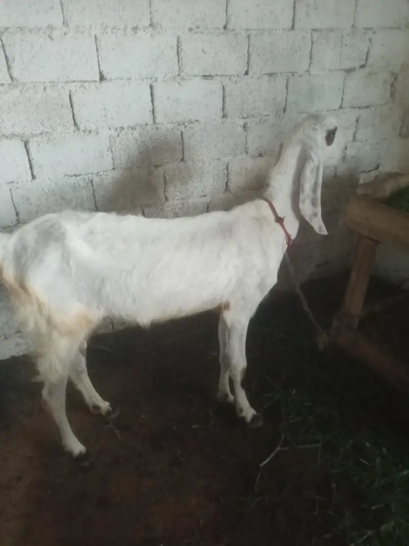 Goat/white Goat/beetel goat/desi goat/Rajan puri goat/ — photo 3