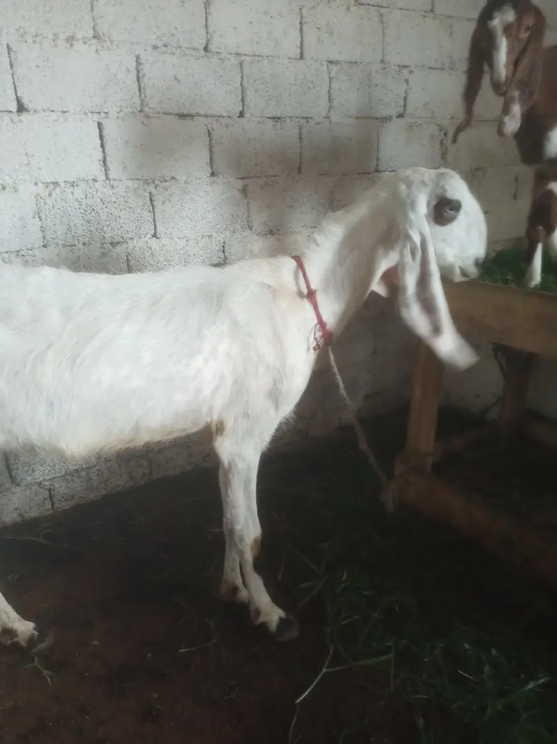 Goat/white Goat/beetel goat/desi goat/Rajan puri goat/ — photo 4