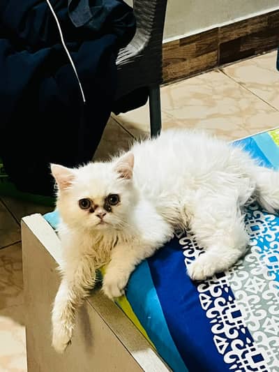 Persian Female Kitten