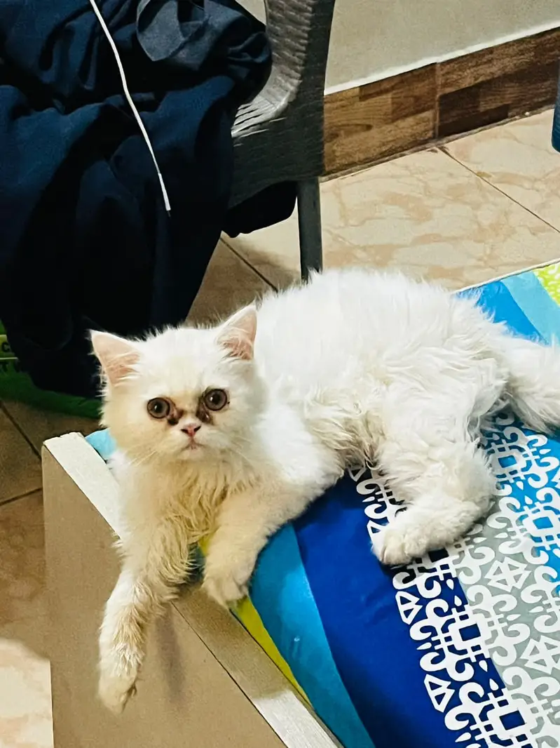 Persian Female Kitten — photo 2