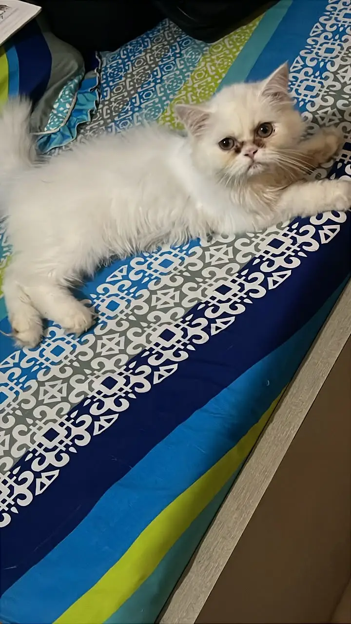 Persian Female Kitten — photo 3