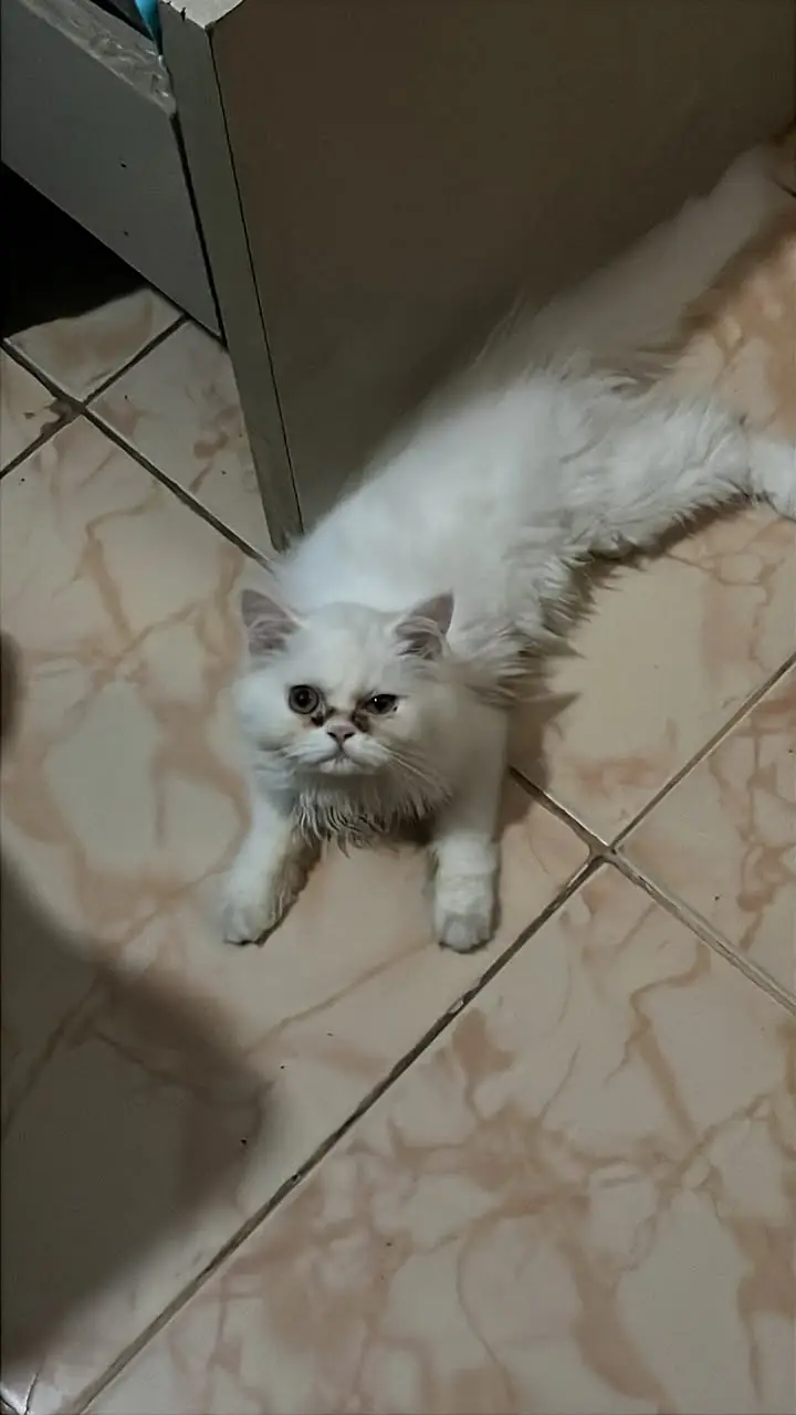 Persian Female Kitten — photo 4