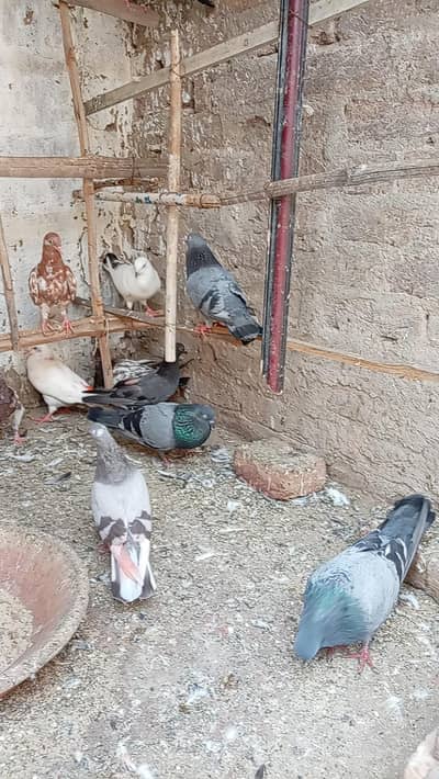 full kabootar setup for sale