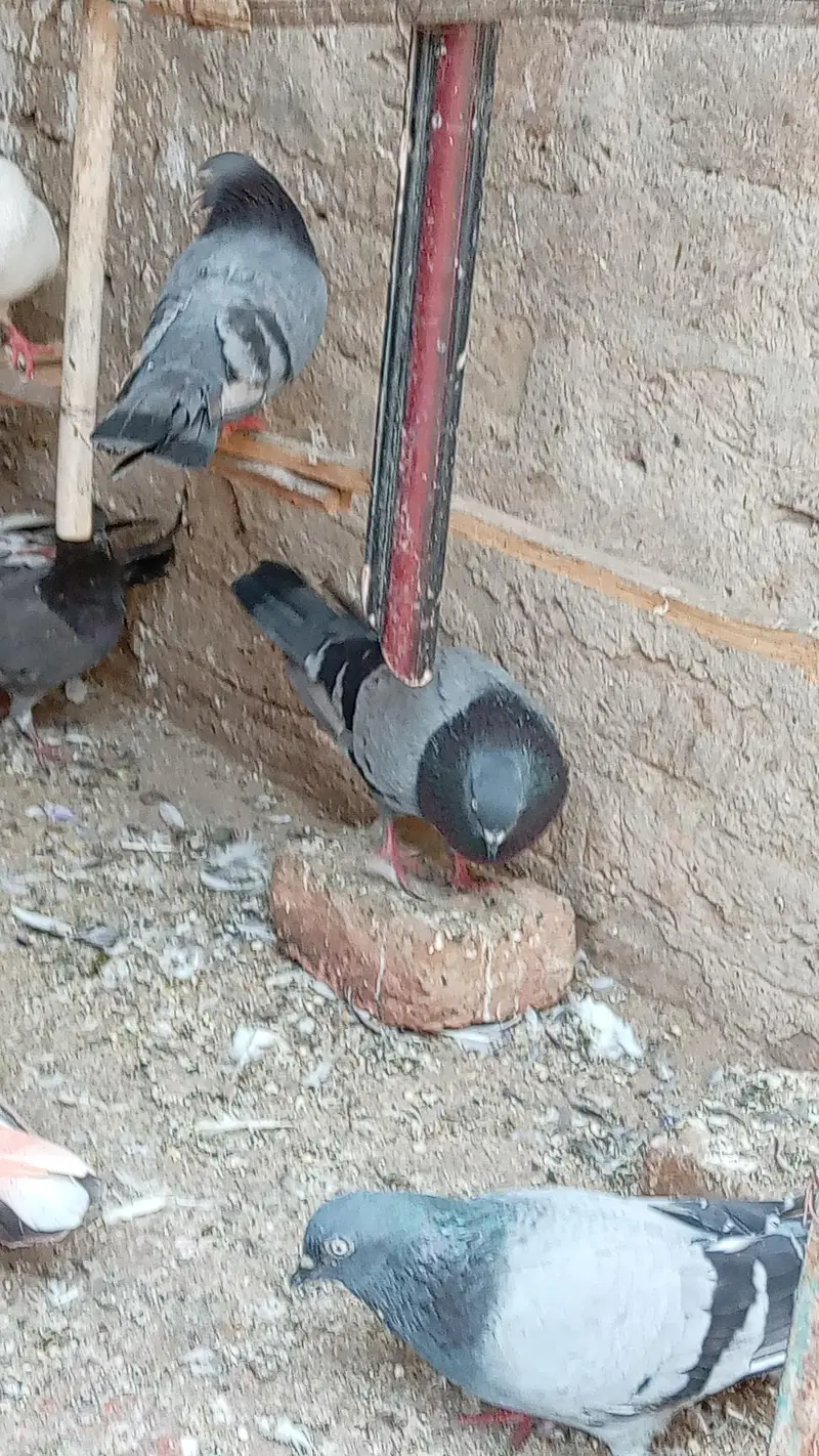 full kabootar setup for sale — photo 2