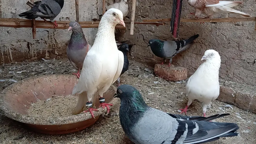 full kabootar setup for sale — photo 6