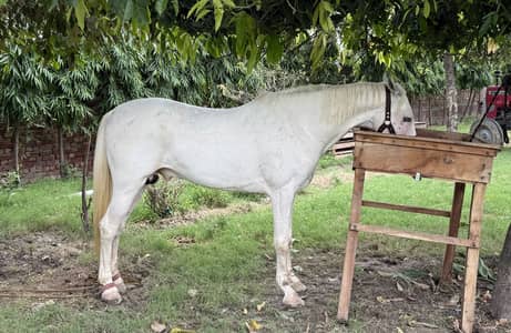 Beautiful Chapay dar Nukra