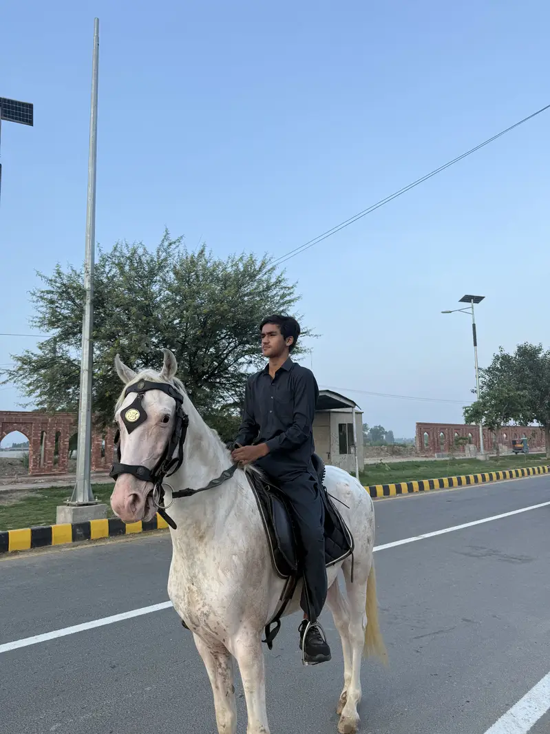 Beautiful Chapay dar Nukra — photo 2