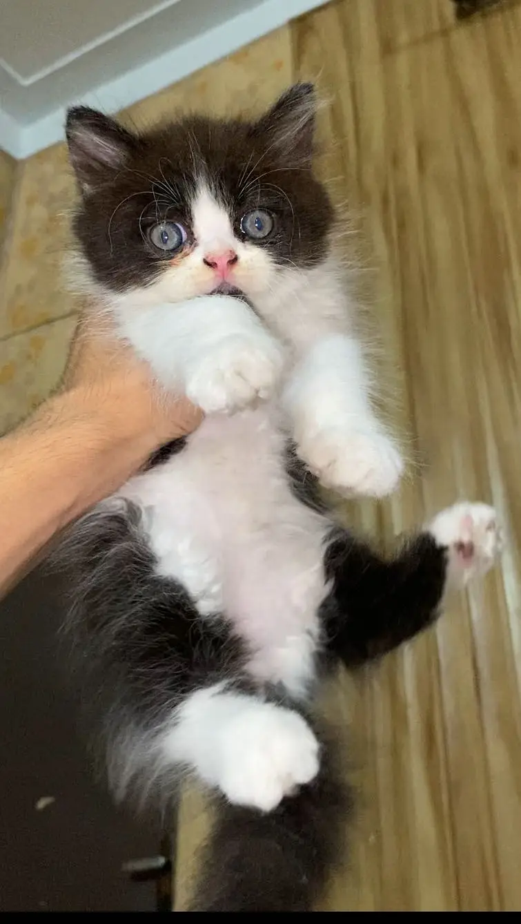 Triple Coated Punch Face Kitten, Extra Healthy And Active