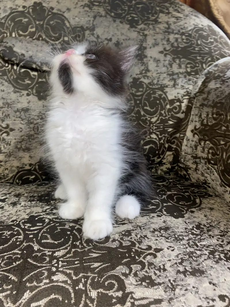 Triple Coated Punch Face Kitten, Extra Healthy And Active — photo 2