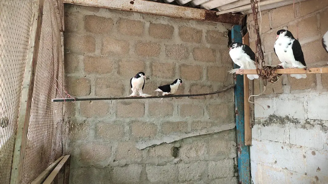 German sherazi — photo 6
