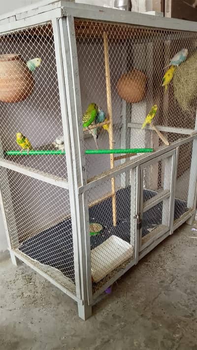 10 budgie 6 egg